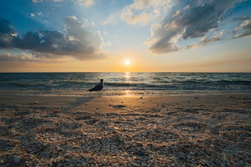 Bird Standing on Shore Line during Golden Hour