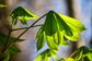 Artwork for Renew Your Mind, Retrain Your Brain: Scripture, Neuroplasticity & Plant Wisdom with Dr. Laurette Willis & Robert Lattig