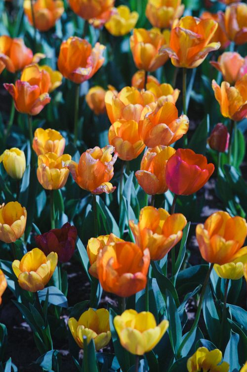 Free A vivid display of vibrant tulips in full bloom during springtime outdoors. Stock Photo