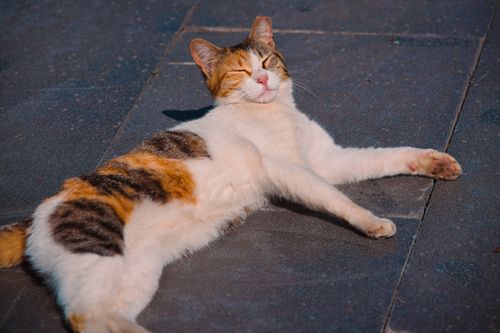 Free A content calico cat lounges on sunlit pavement, enjoying a warm day. Stock Photo