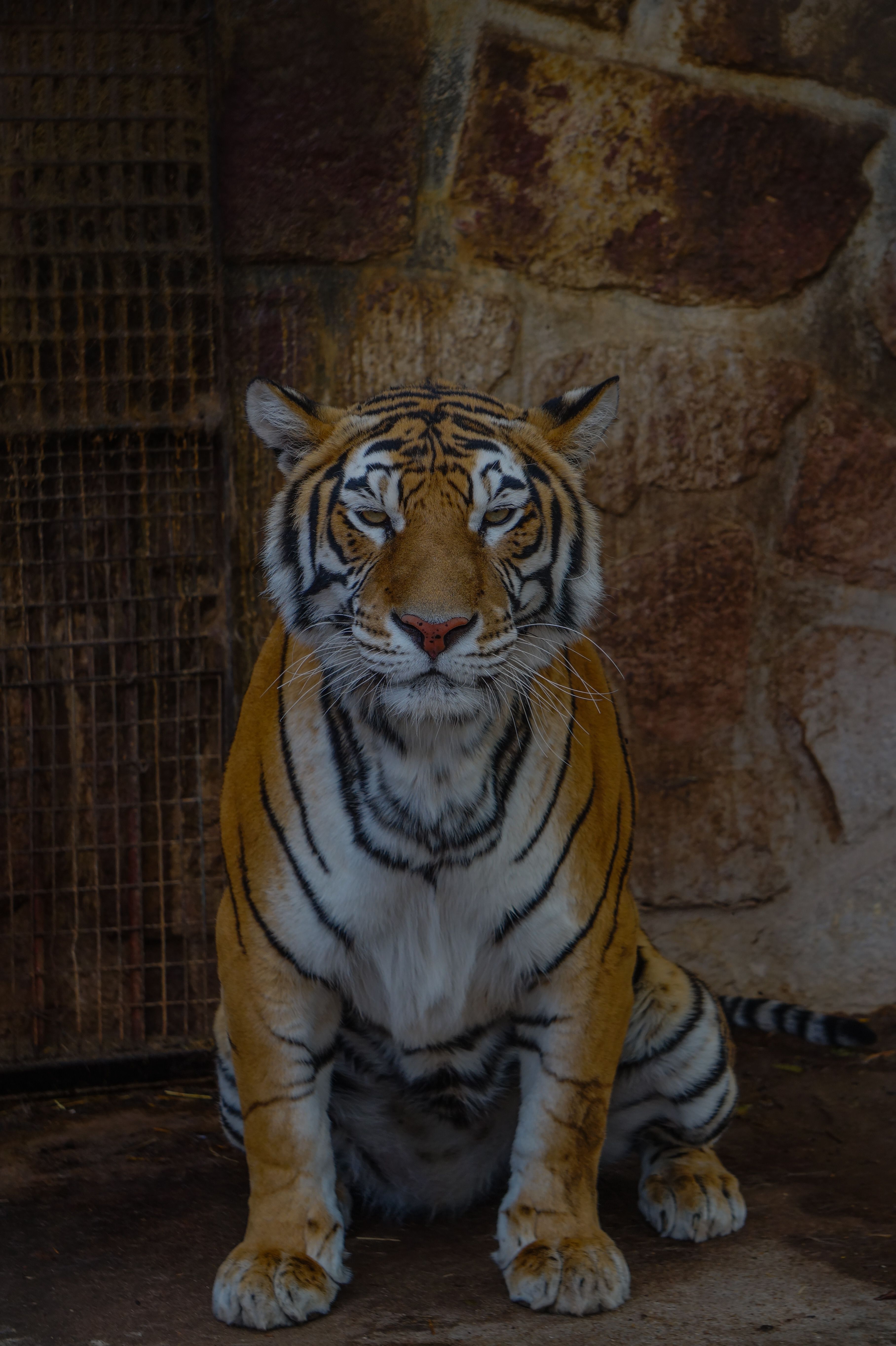 Bengal Tiger Sitting Against Stone Wall · Free Stock Photo