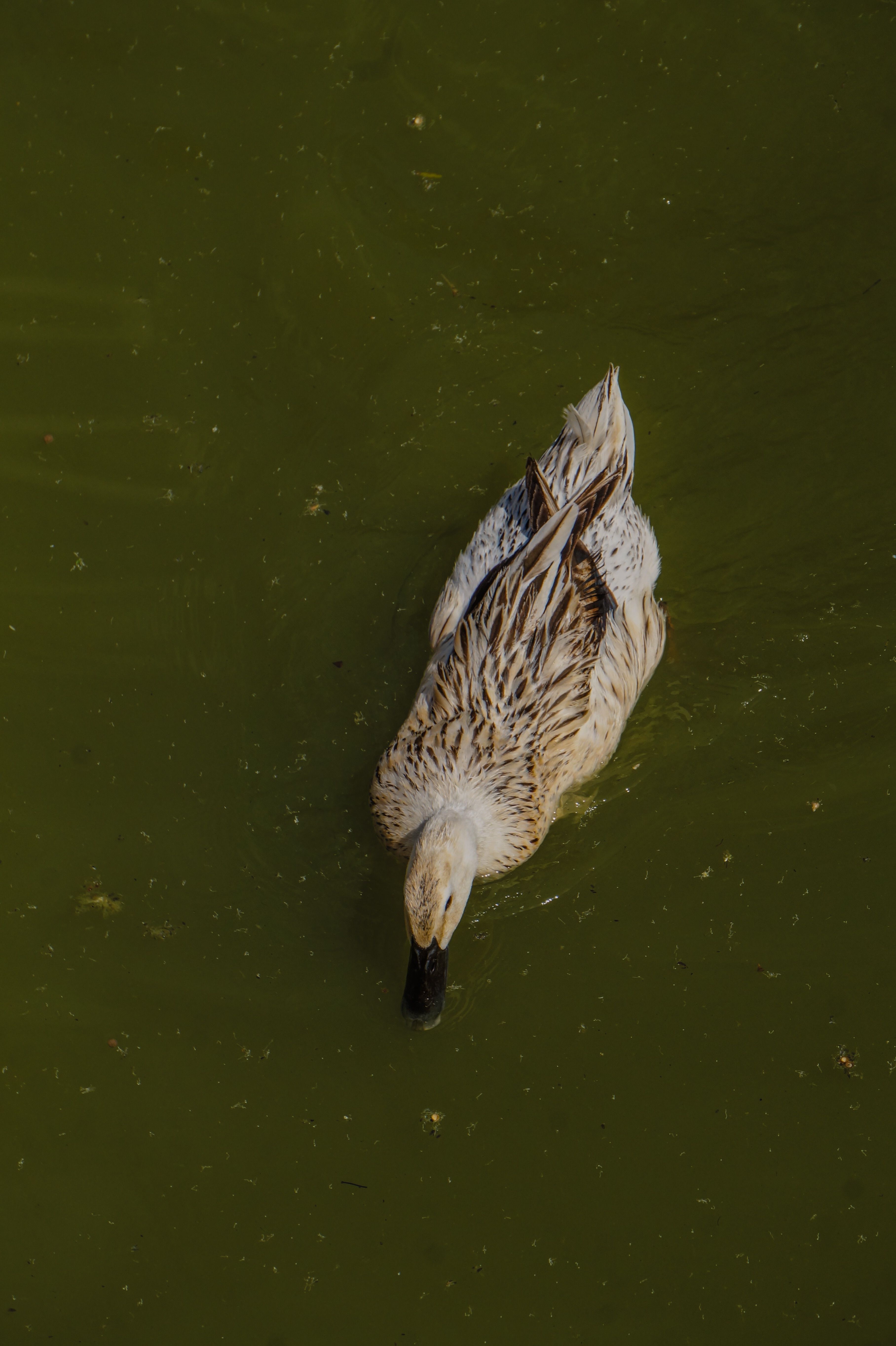 Top View of Duck Swimming in Green Pond · Free Stock Photo