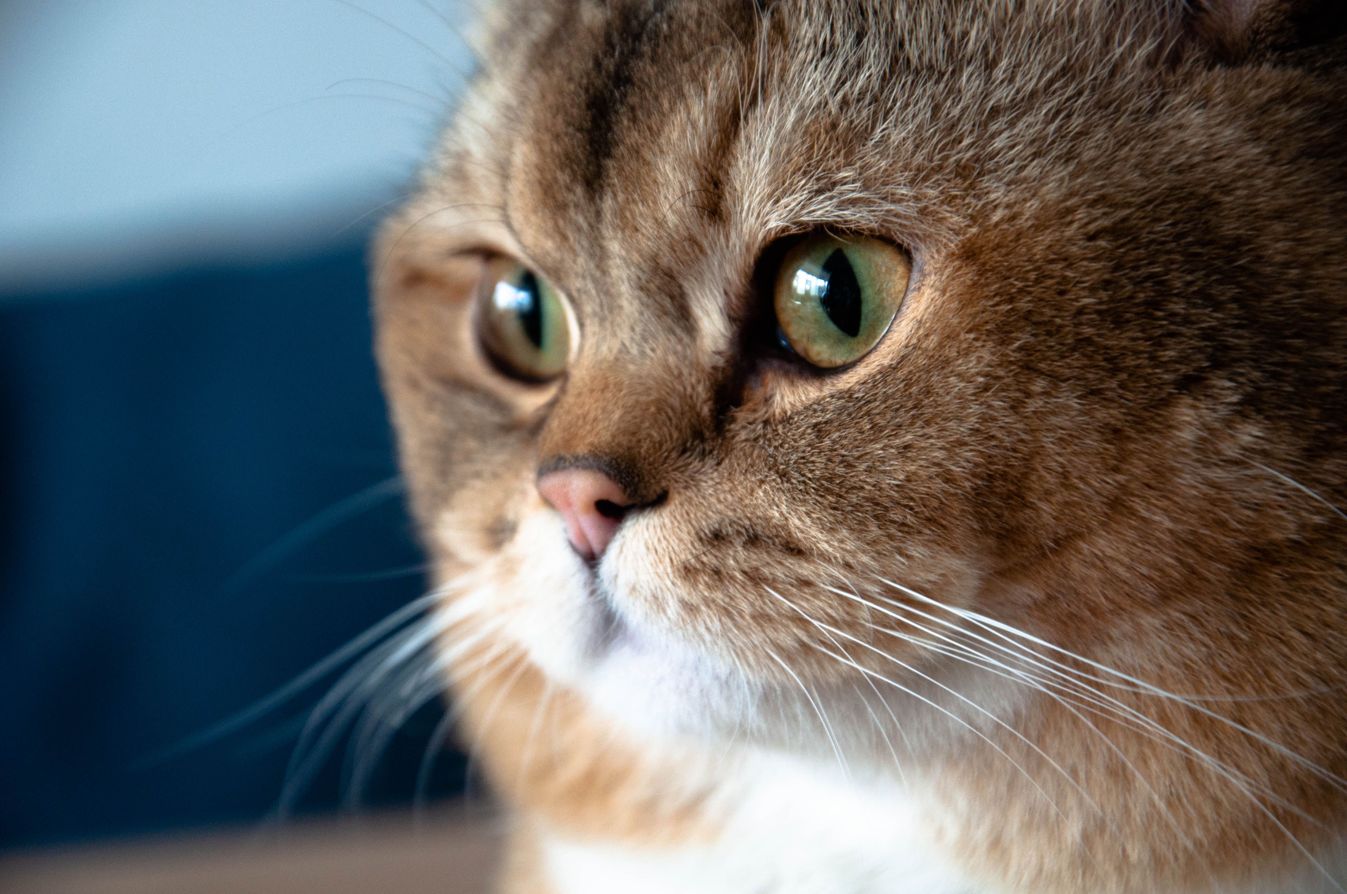 Veterinarian examining a cat during a checkup