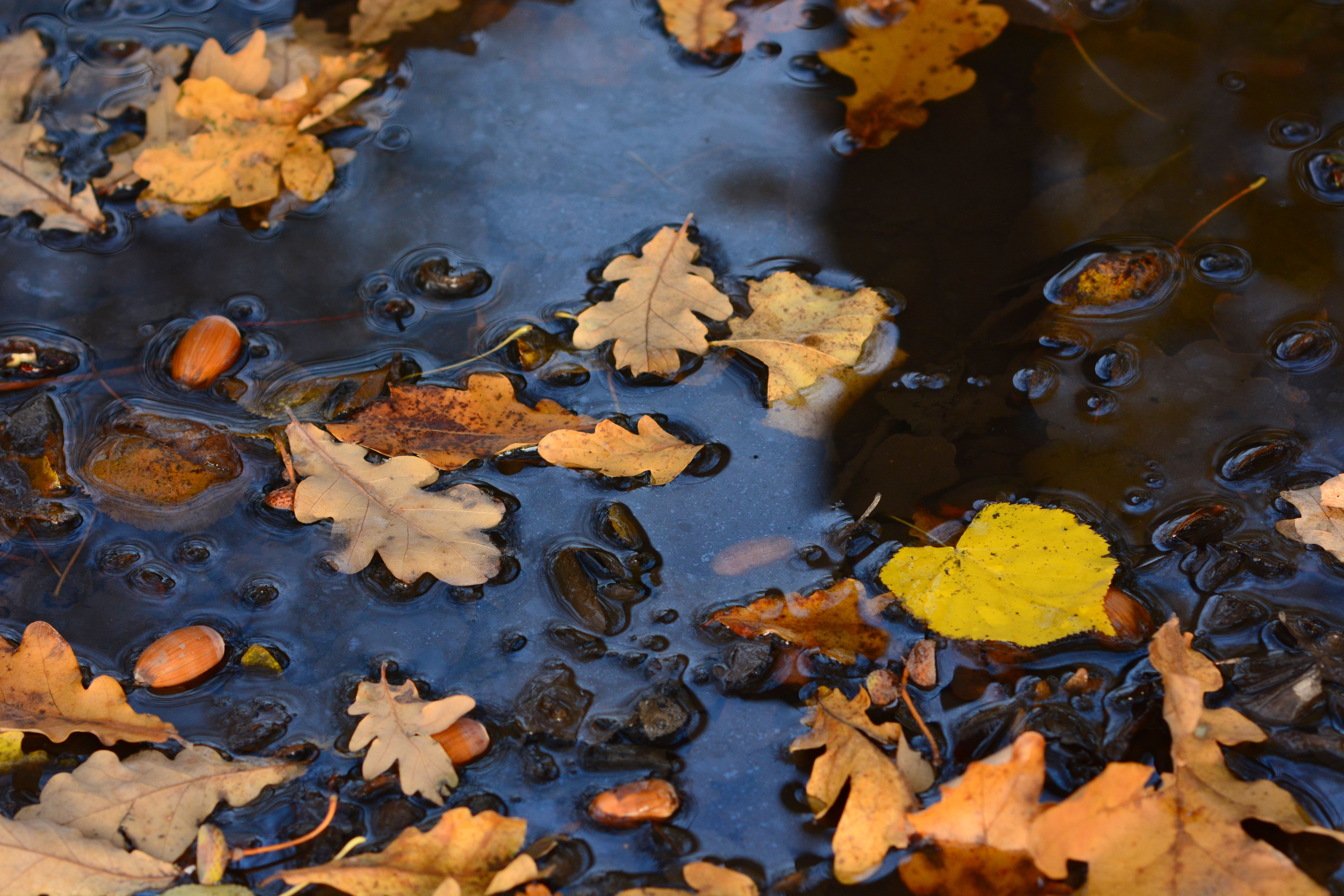 Autumn Leaves and Acorns on Water Surface · Free Stock Photo