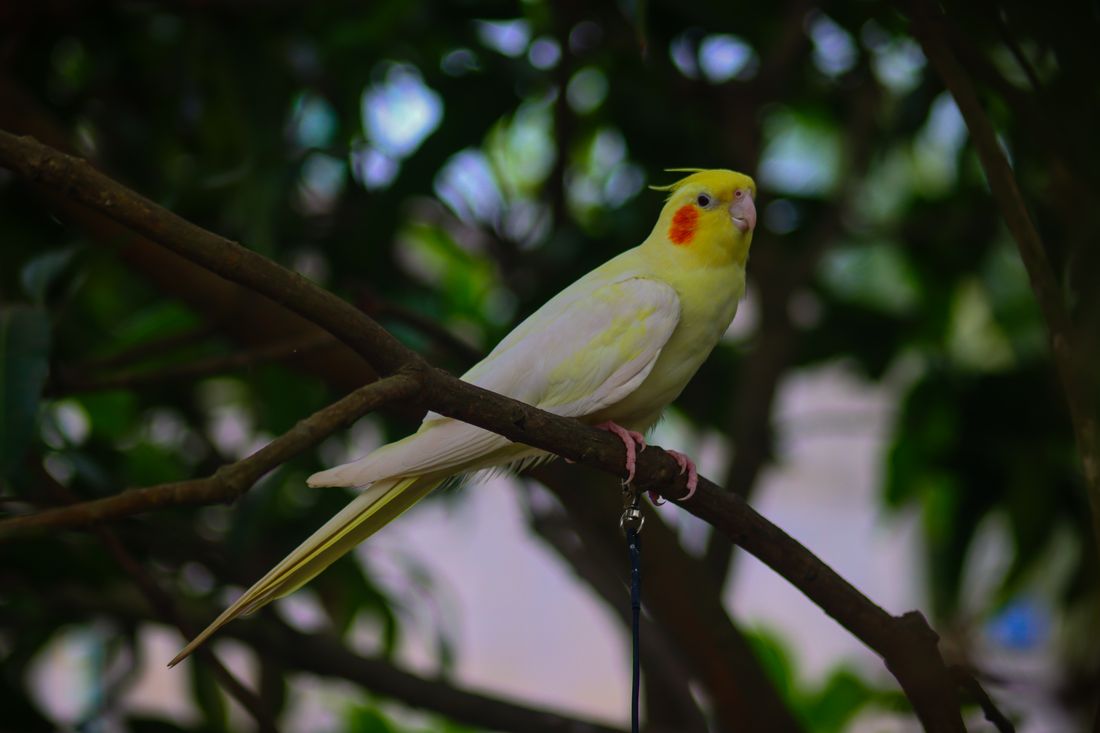 Bright yellow lutino cockatiel with orange cheek patches perched on a branch