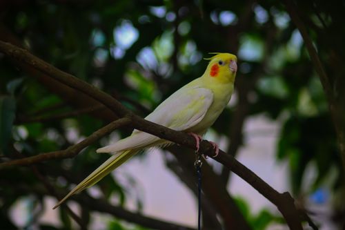 Free Vibrant yellow lutino cockatiel with orange cheeks perched on a tree branch during the day. Stock Photo