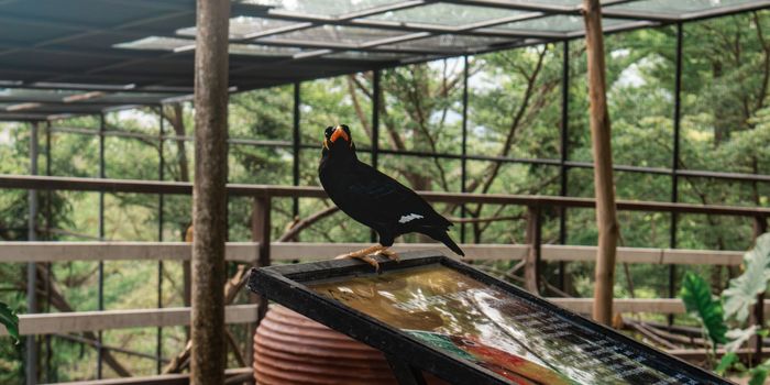 Close-up of a Common Hill Mynah at an aviary in Cagayan de Oro, Philippines.