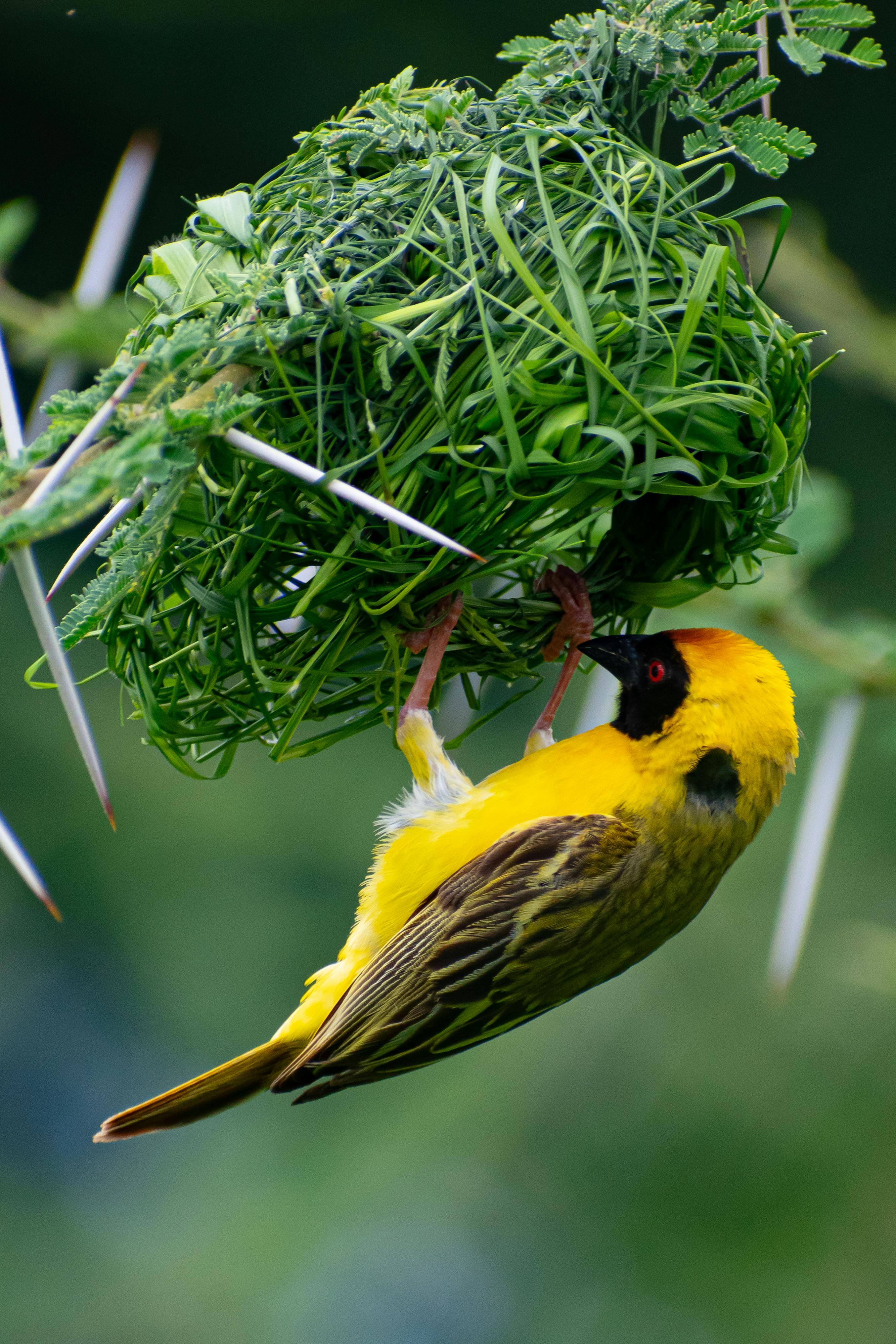 southern masked weaver building nest in botswana