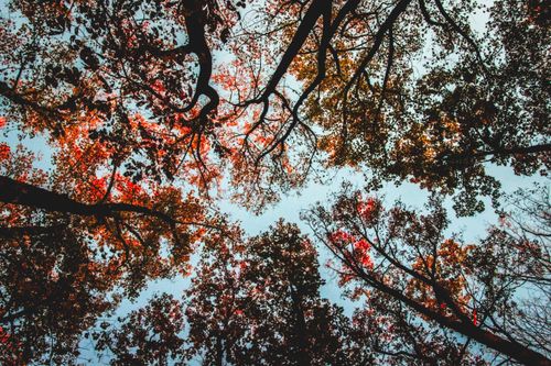 Free A captivating low angle view of autumn foliage against the sky, showcasing vibrant colors and intricate branches. Stock Photo