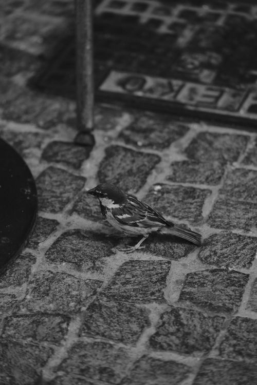 Free A detailed black and white image of a sparrow on a cobblestone street in Italy. Stock Photo