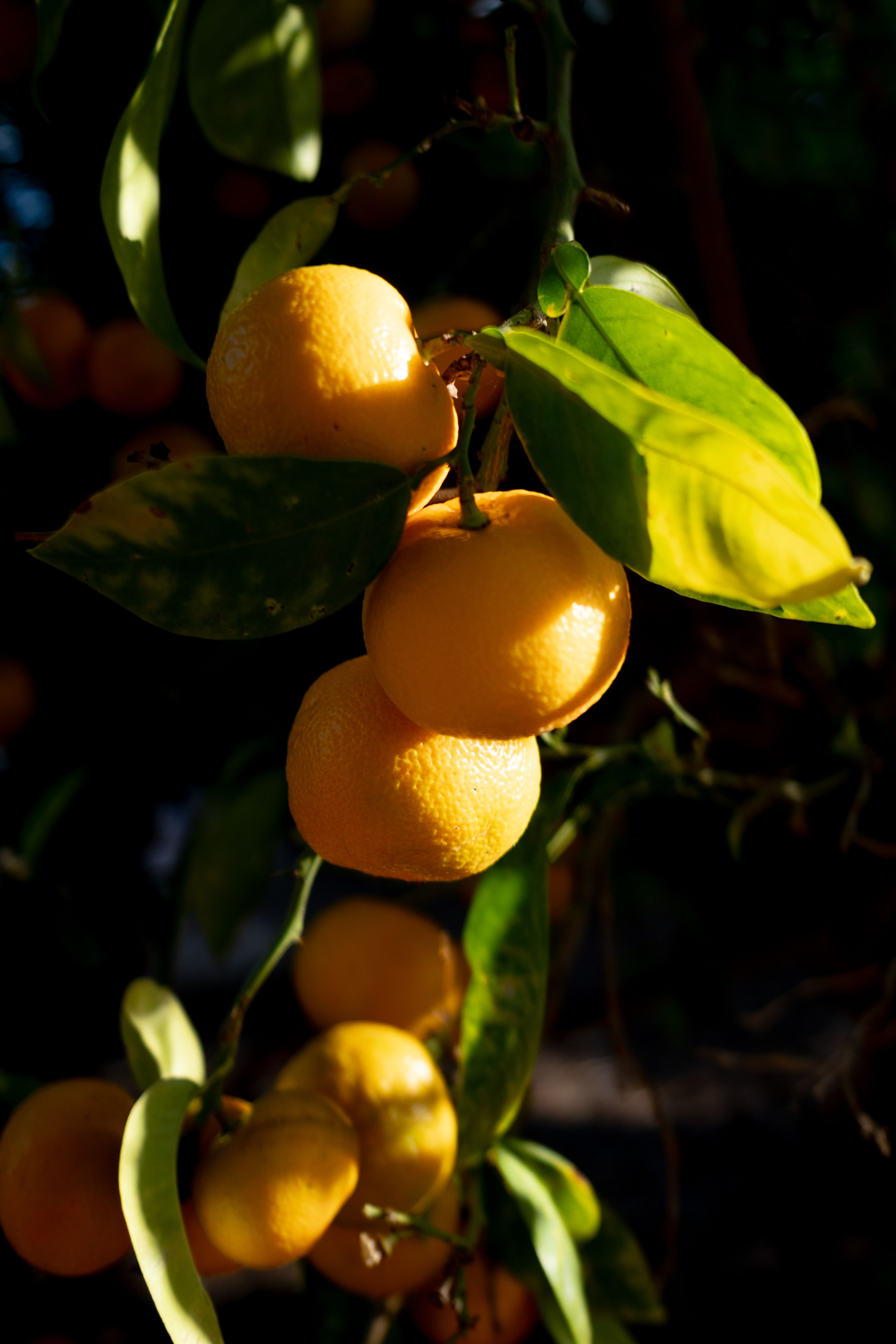 Bright tangerines illuminated by sunlight, showcasing lush green leaves and ripe fruit on a tree branch.