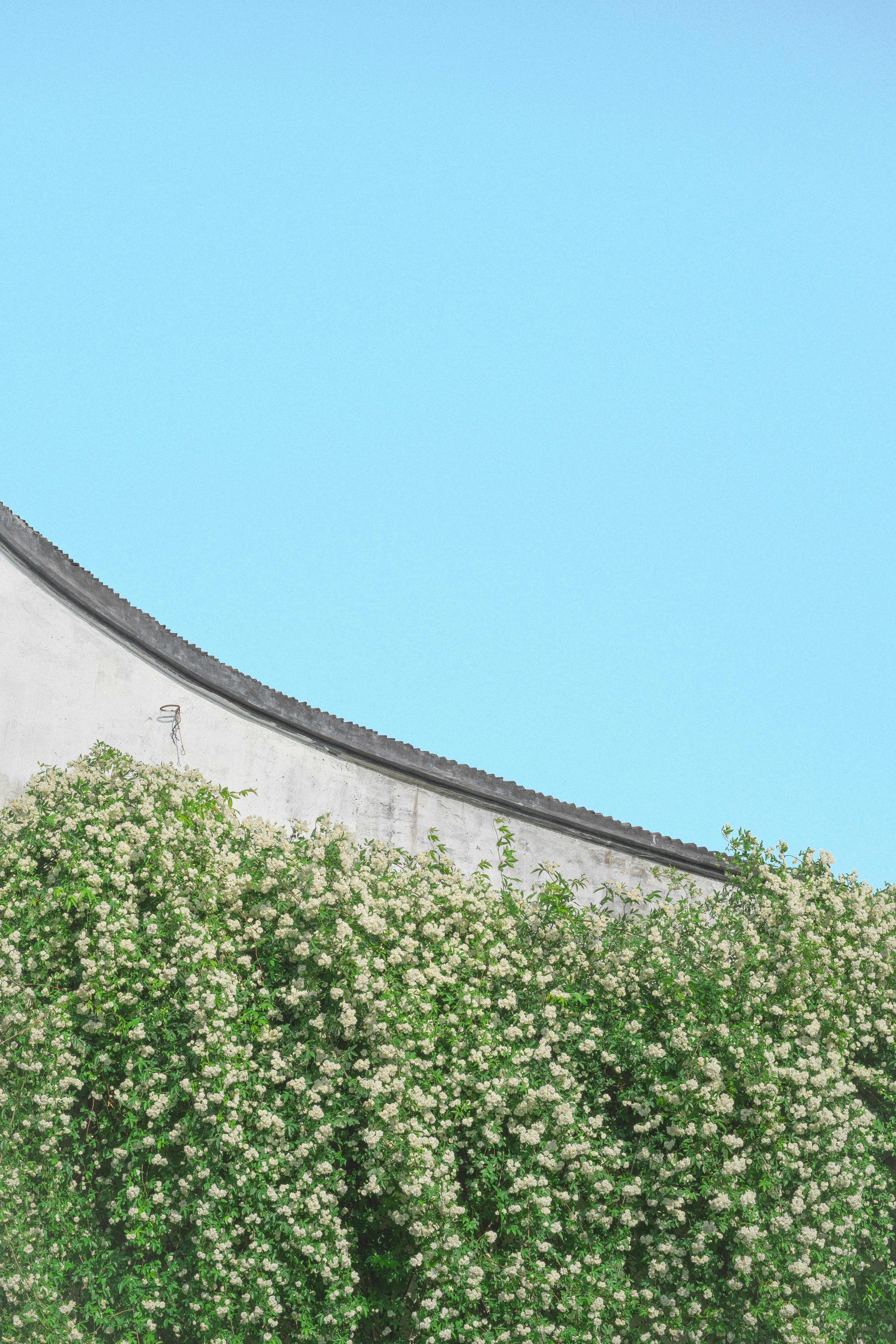 Gratis Muro Di Fiori Foto a disposizione