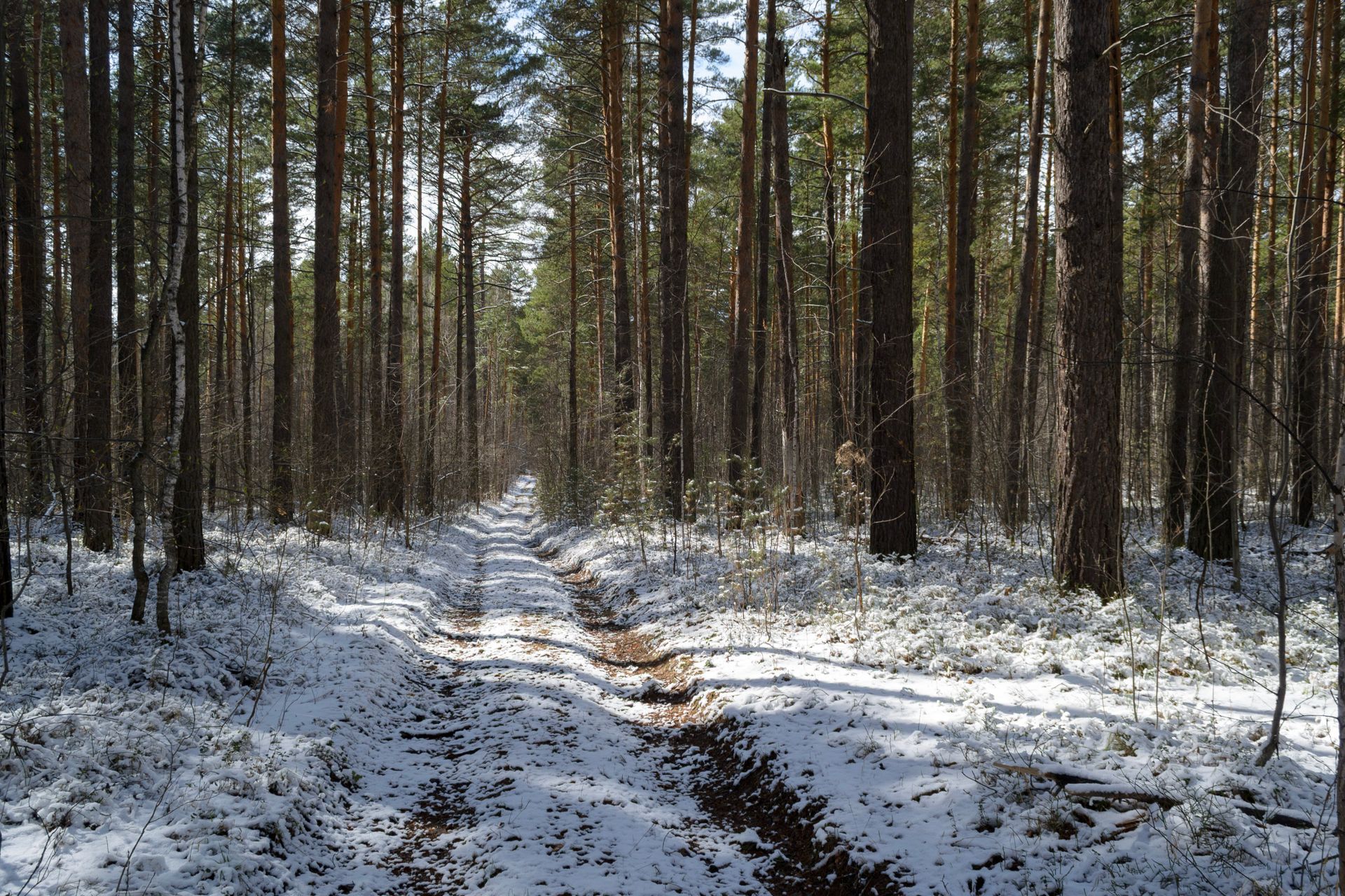 A tranquil forest path covered in snow, perfect for nature and winter enthusiasts.
