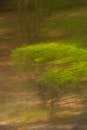 Abstract Green Blur of Nature in Motion