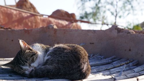 Free A serene image of a cat sleeping peacefully on a rustic rooftop under sunny skies. Stock Photo