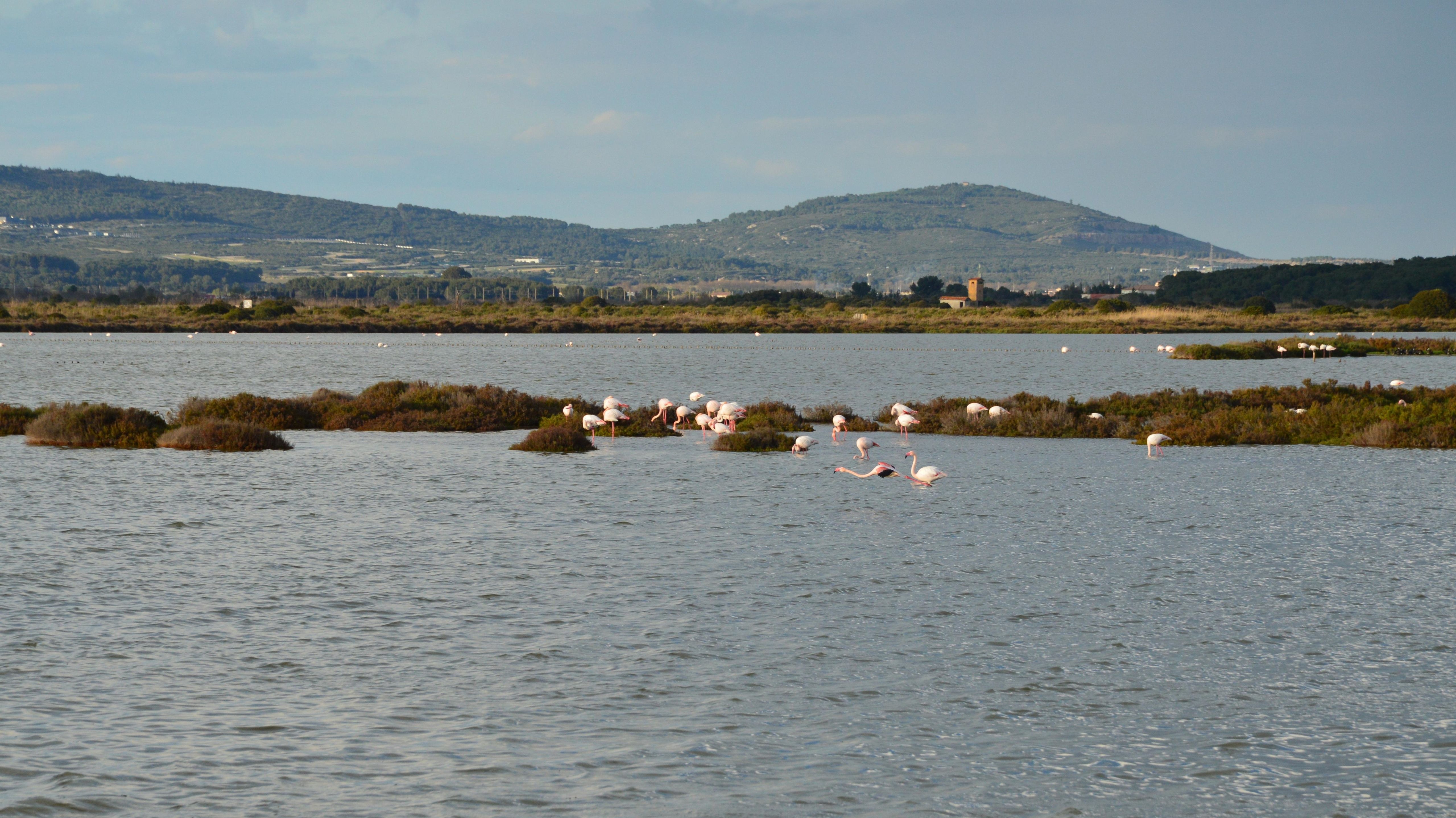 Scenic view of flamingos in the wetlands of Frontignan, Occitanie, France.