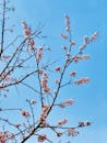 Blossoming Cherry Blossoms Against Blue Sky
