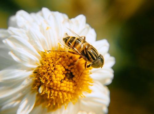 Free Close-up of a bee pollinating a white daisy flower, highlighting nature's delicate balance. Stock Photo