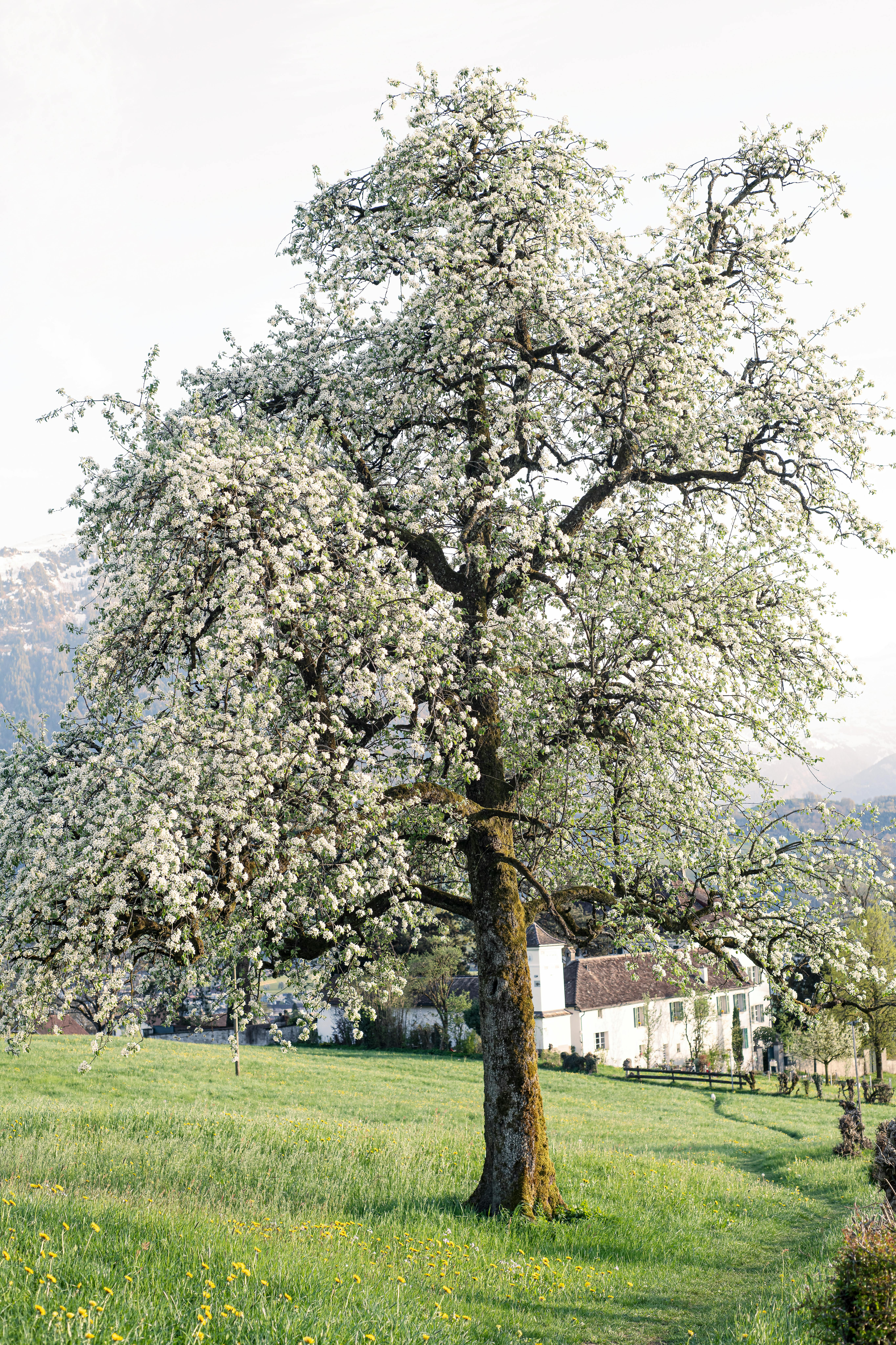Majestic blooming tree in a serene countryside setting during springtime, highlighting natural beauty.