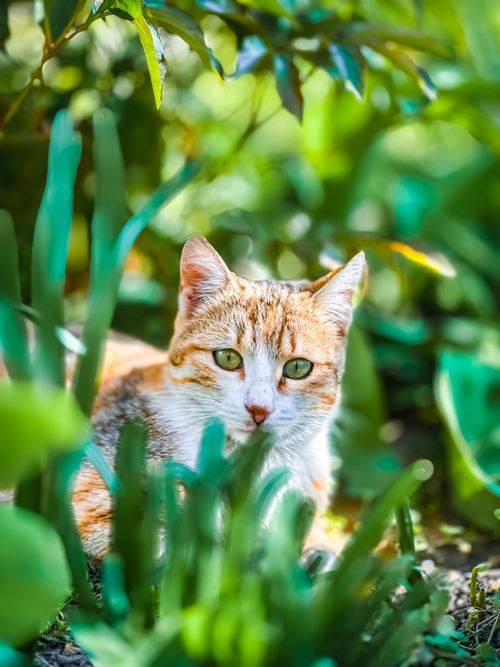 Free A curious tabby cat peeking from lush green foliage in a sunny garden. Stock Photo