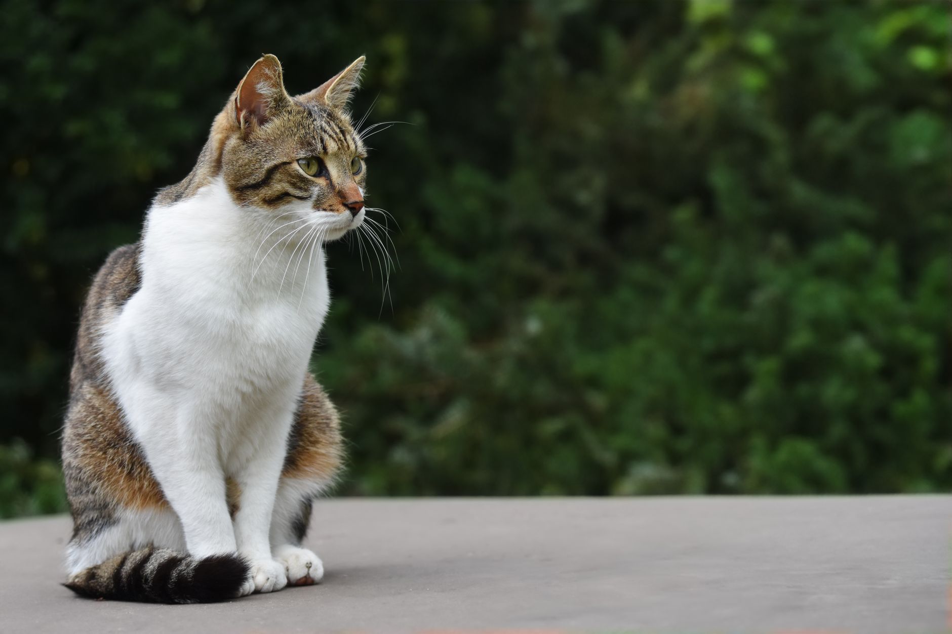 Hauskatze
