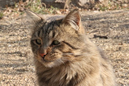 Image by behzad kazemi