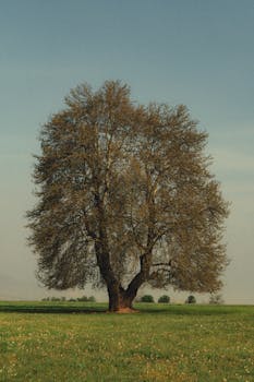 A solitary tree stands majestically in a serene green meadow under a clear blue sky.
