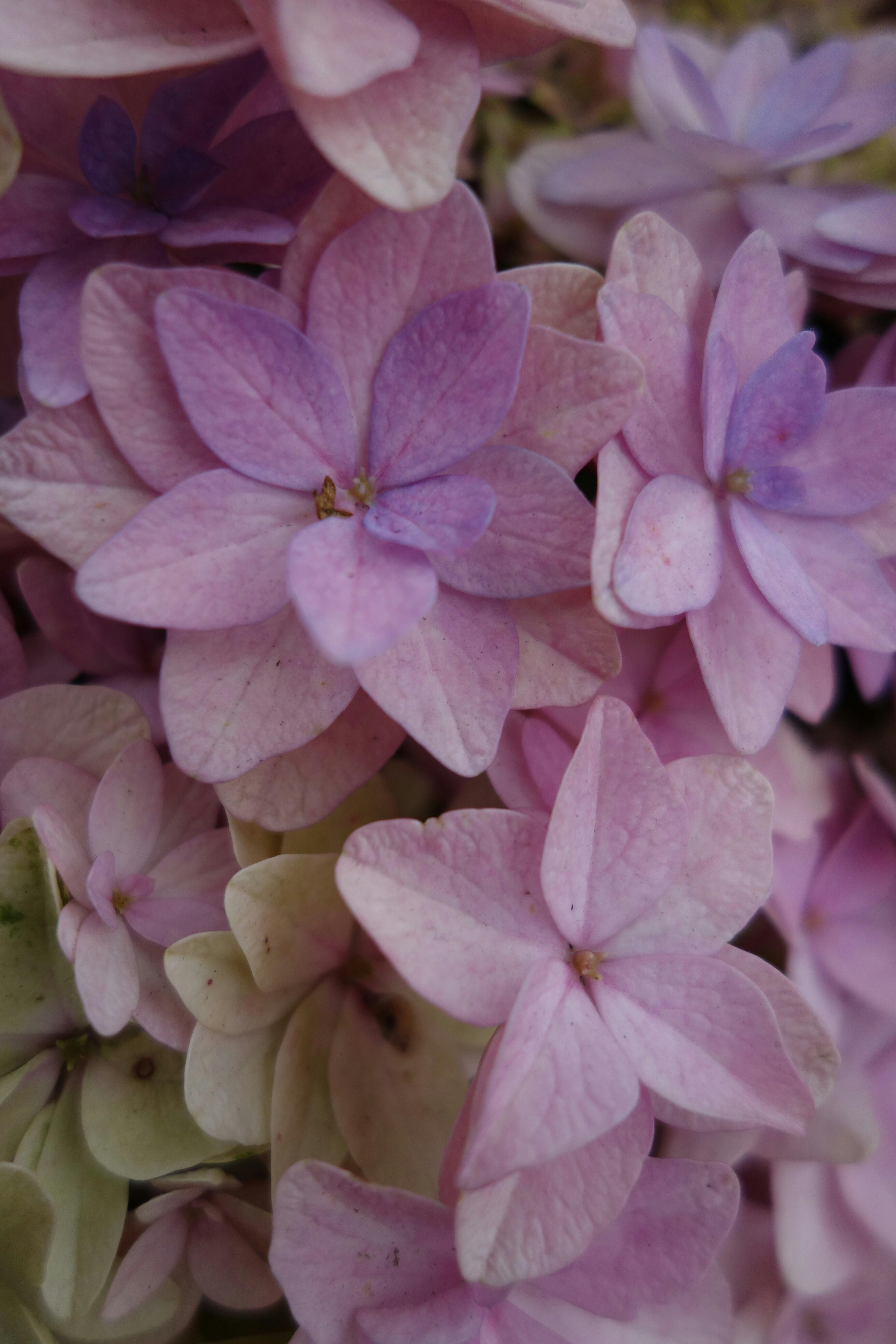 Why Are My Hydrangeas Not Changing Color (Blue/Pink) As Expected? Mastering Soil pH for Vibrant Blooms