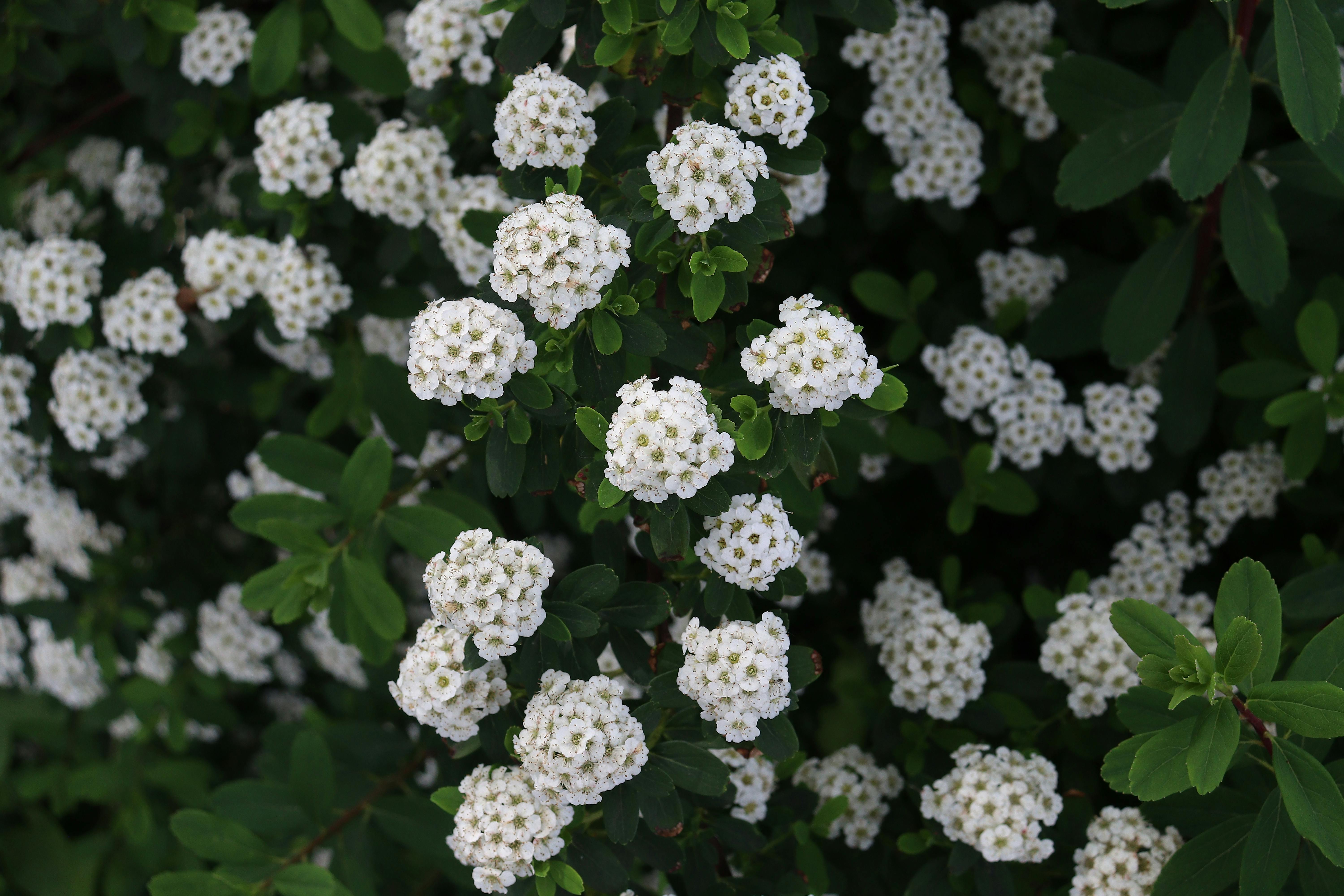 [ColoSach]-close-up-of-blooming-white-flowers-on-a-green-shrub,-showcasing-nature's-intricate-beauty.