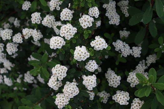 Close-up of blooming white flowers on a green shrub, showcasing nature's intricate beauty.