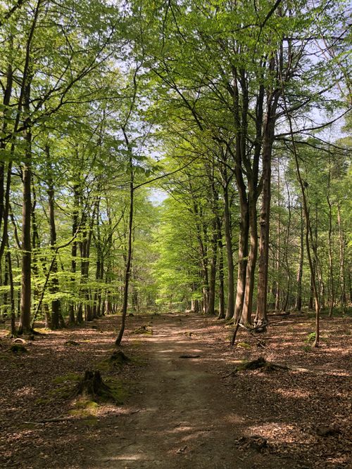 Free A peaceful forest pathway surrounded by lush green trees on a sunny day. Stock Photo