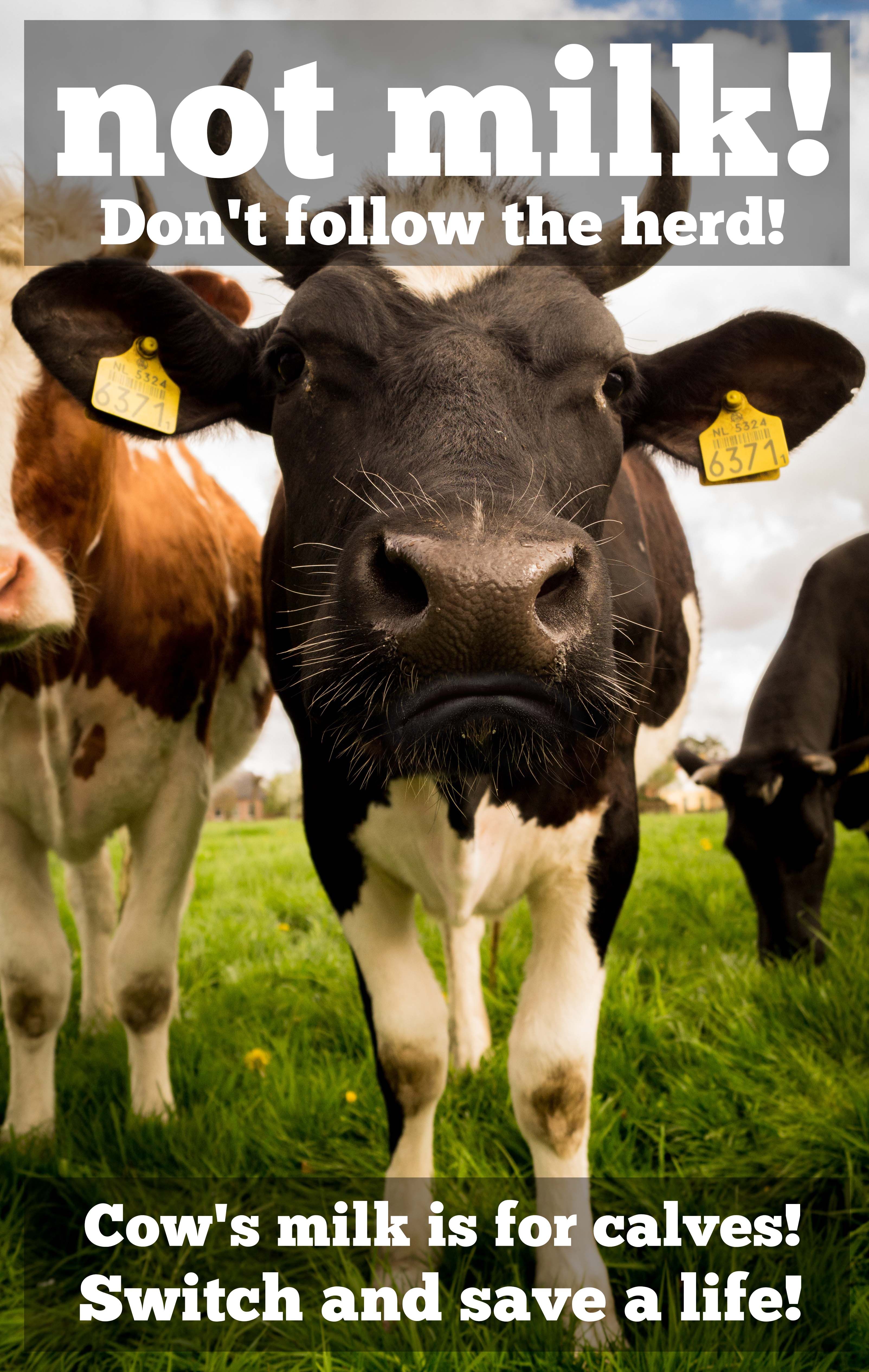 810 Koleksi Gambar Hewan Sapi Perah Gratis Terbaru