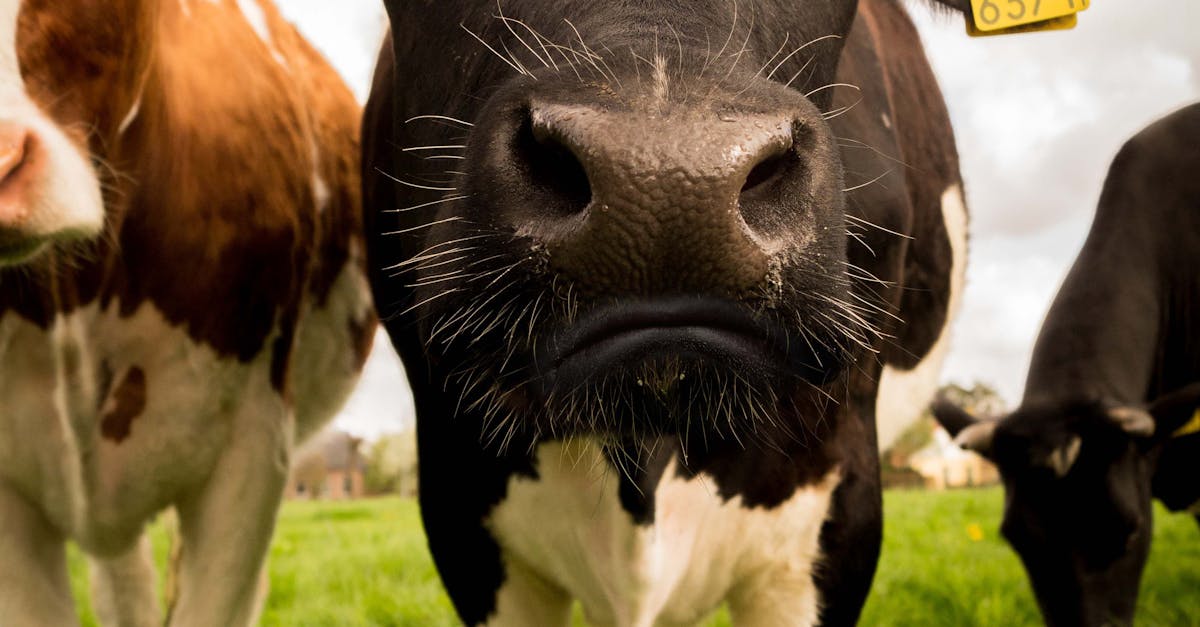 Free stock photo of animal farming, cow, dairy farming