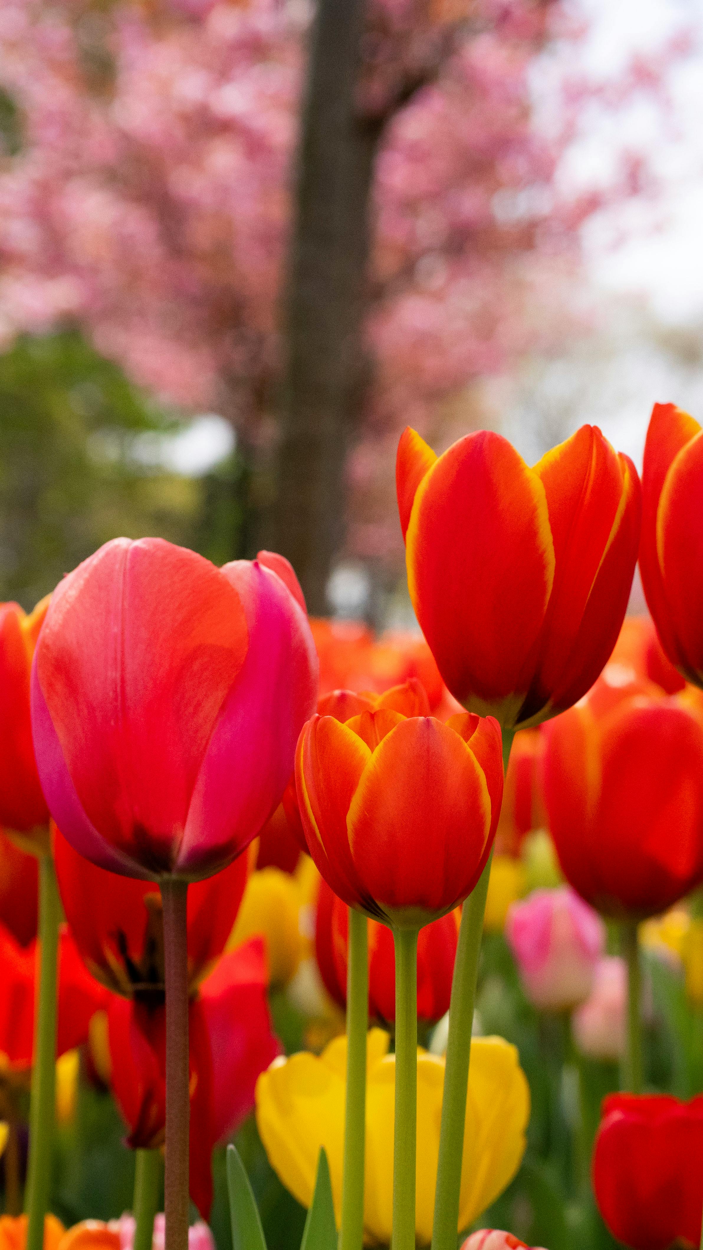Colorful Tulips in Bloom during Springtime in Istanbul · Free Stock Photo, image size:2384x4240