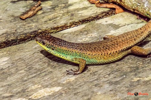 Free stock photo of cadal reptil Stock Photo