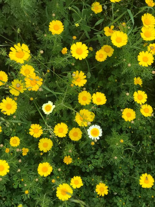 Free A lush display of yellow wildflowers in full bloom captured in Türkiye. Stock Photo