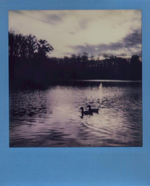 Free Ducks Floating on River Stock Photo