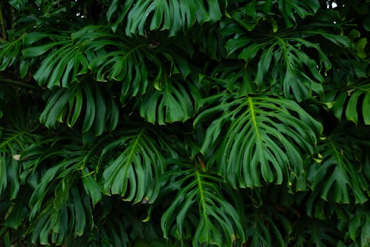 Vibrant Monstera leaves creating a dense green foliage background in Medellín, Colombia.