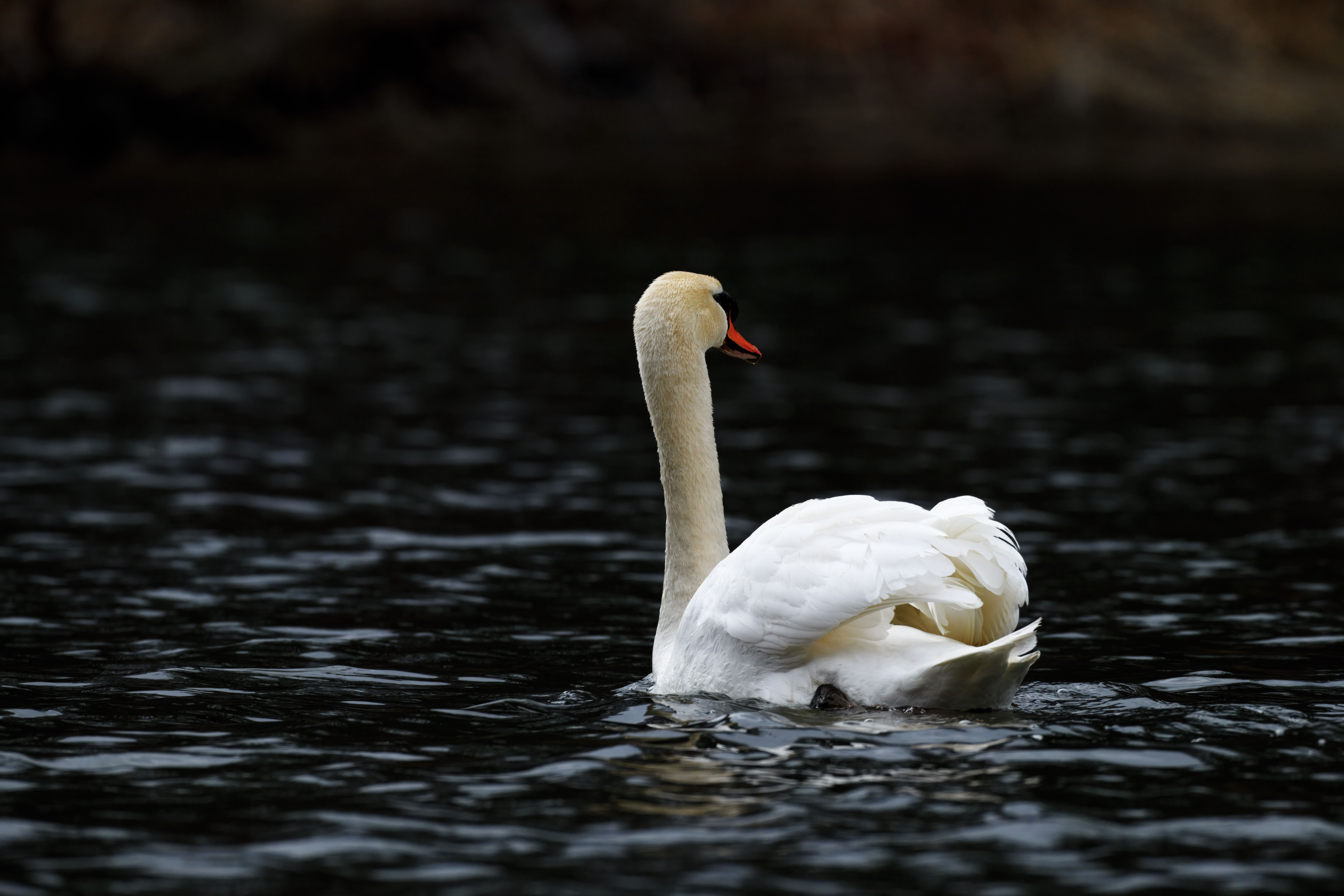 Graceful Mute Swan Gliding Over Dark Water · Free Stock Photo