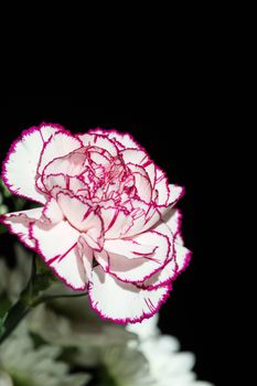 dianthus fringed pink flower