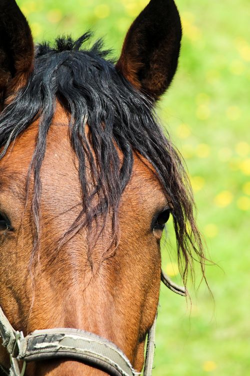 Free A brown horse with a bridle stands in a sunny green field with dappled sunlight. Stock Photo