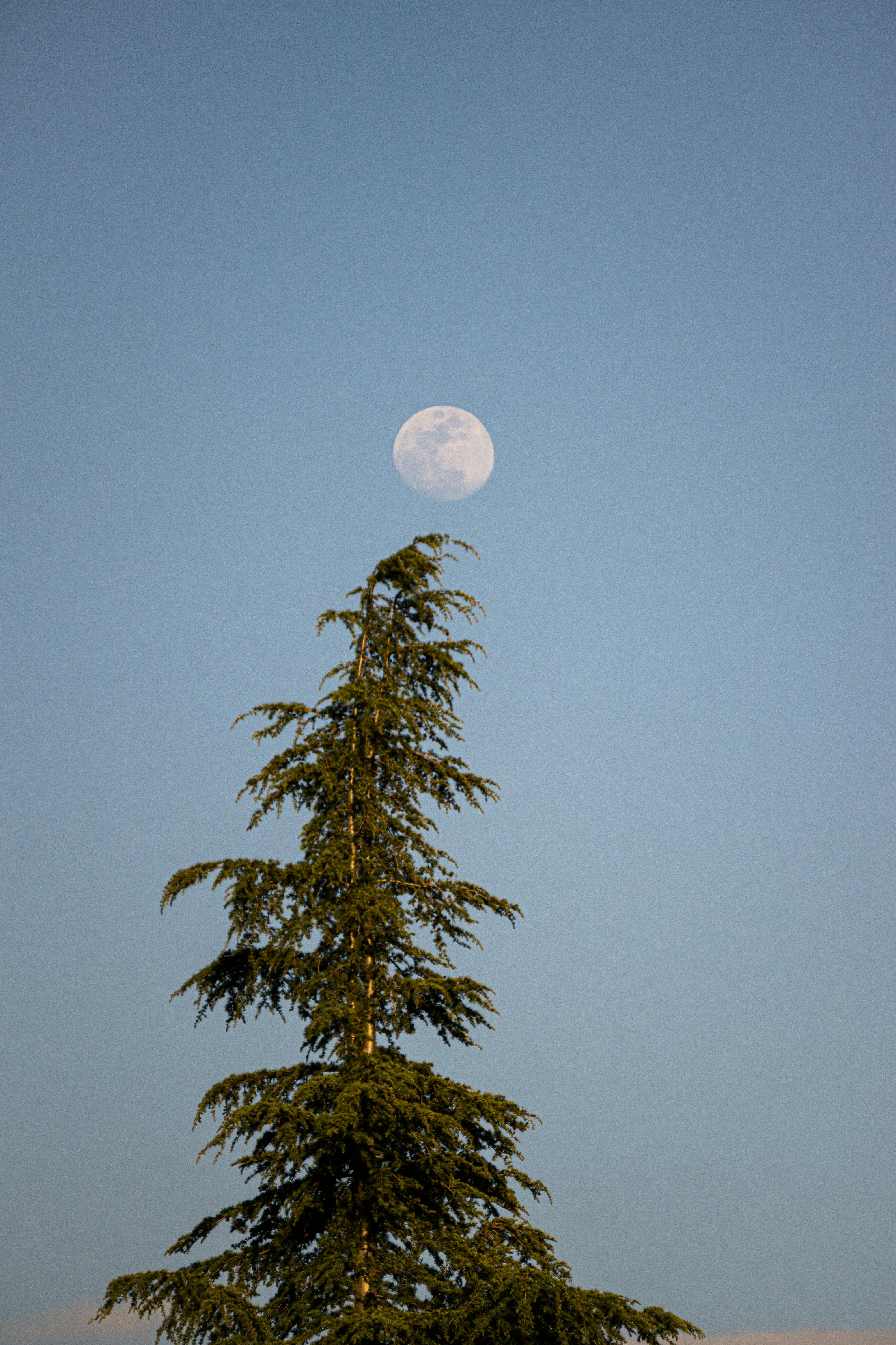 A beautiful view of the moon rising above a tall evergreen tree during twilight.