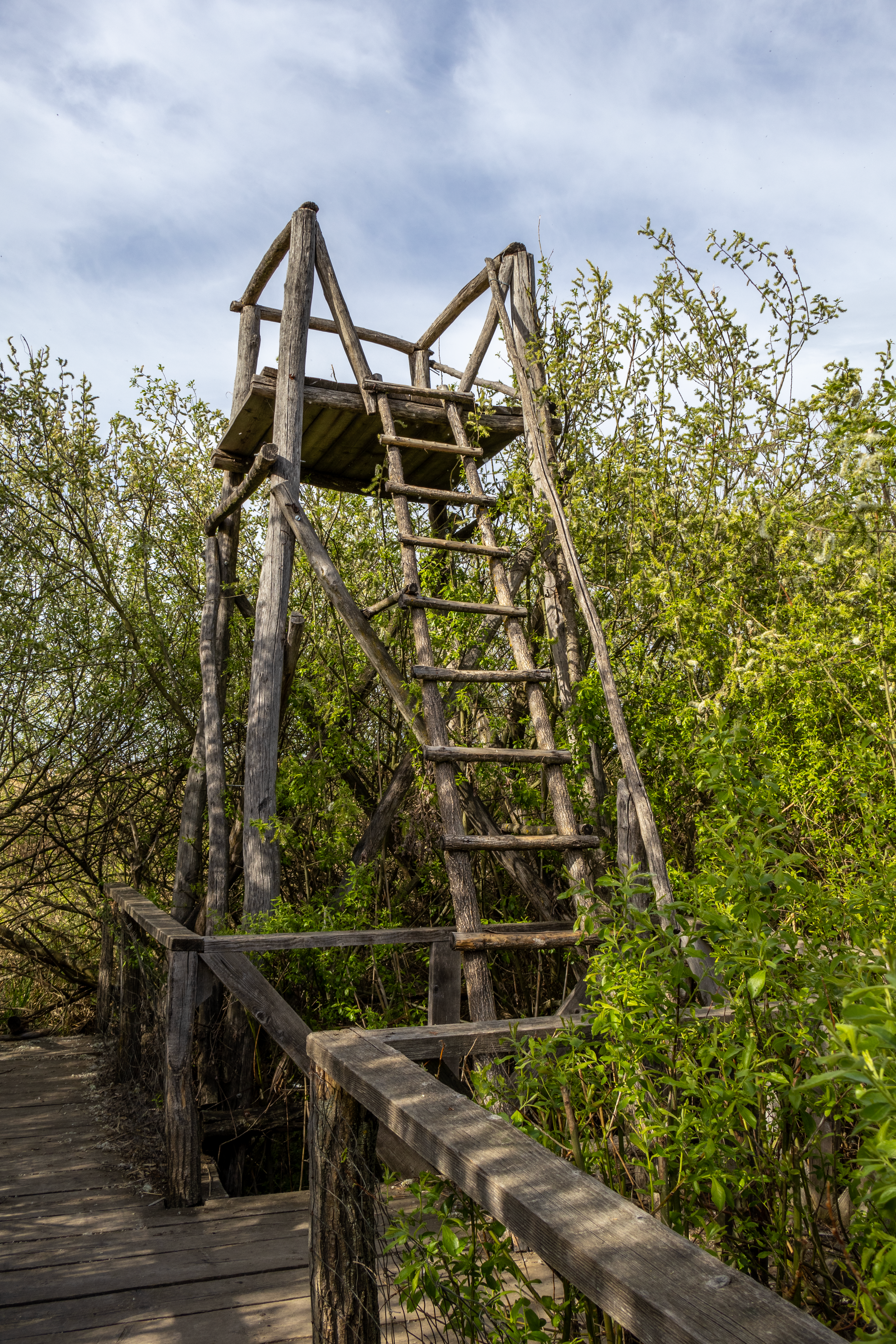 Wooden Observation Tower in Lush Forest Setting · Free Stock Photo