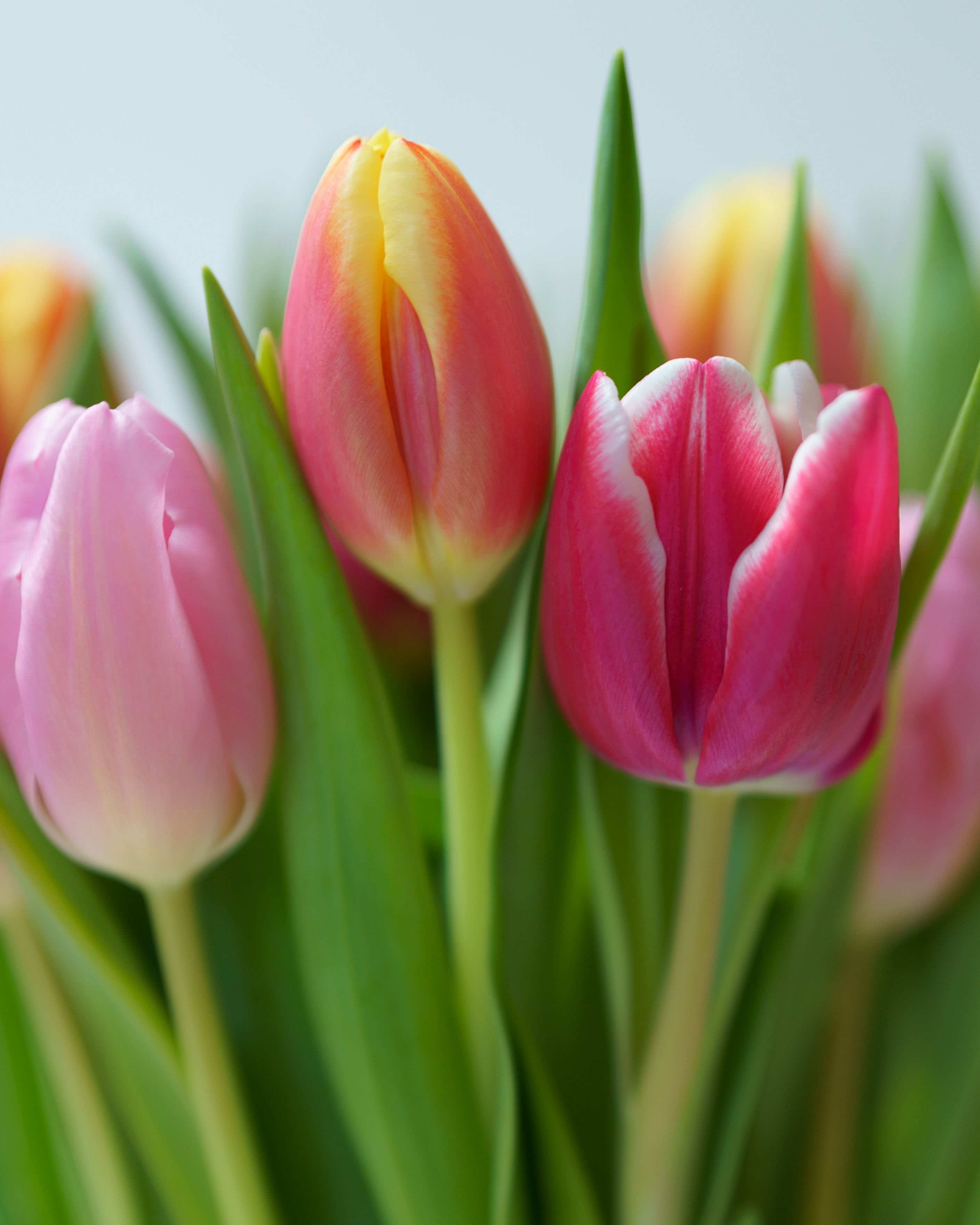 Vibrant Tulips in Full Spring Bloom · Free Stock Photo
