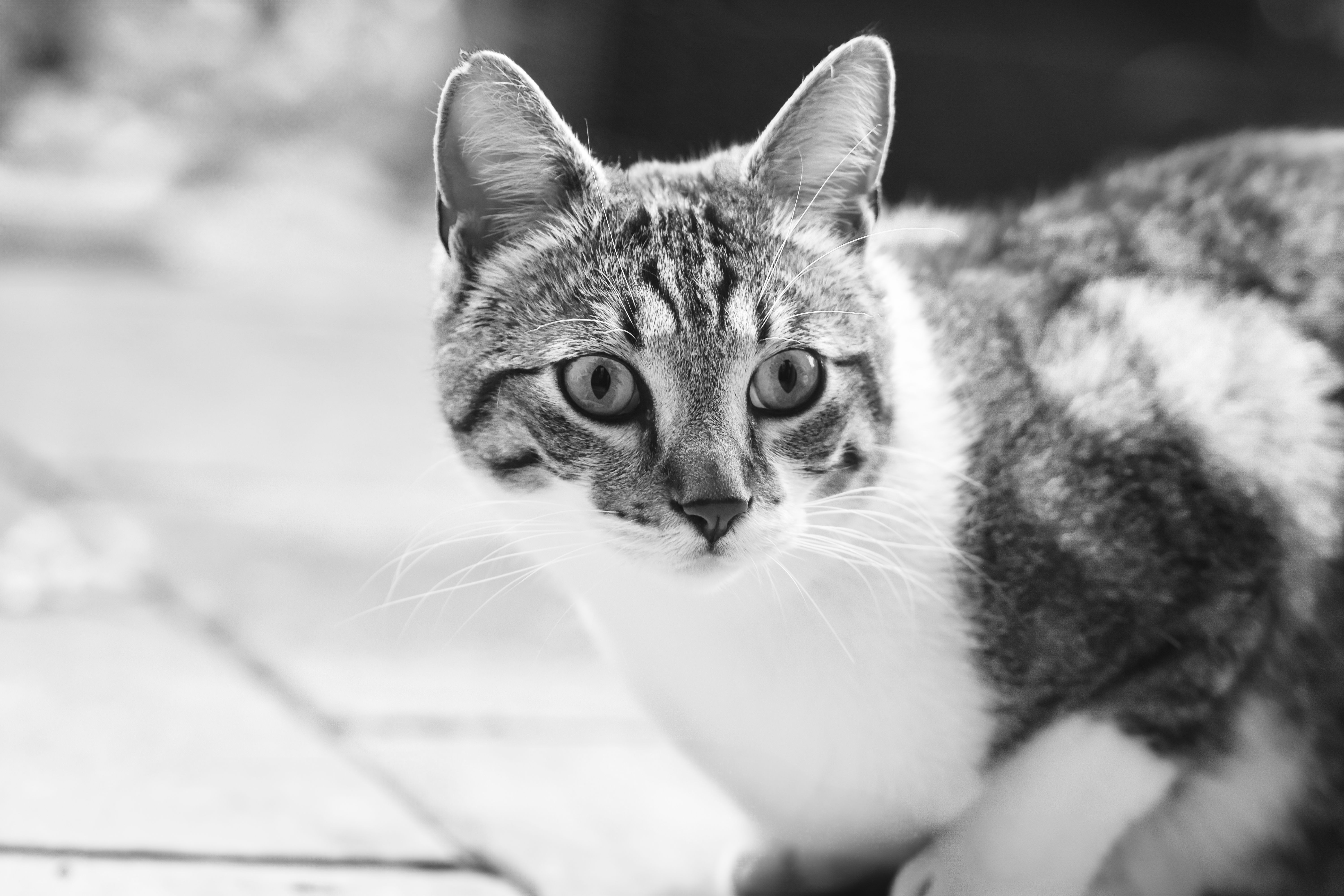 Veterinarian examining a cat during a checkup