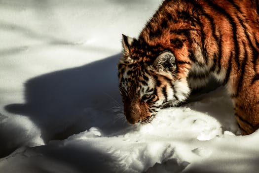Beautiful tiger navigating through the snow, showcasing its majestic presence.