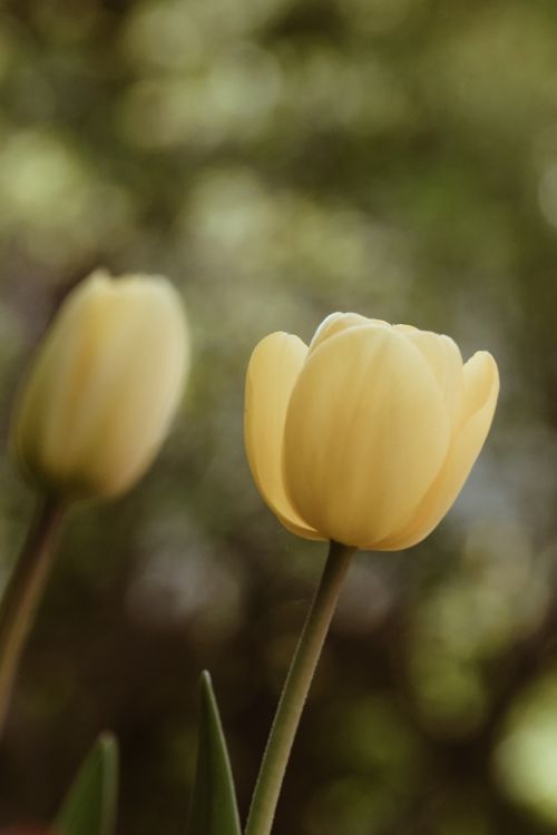 Free Beautiful close-up of a yellow tulip blooming outdoors, showcasing nature's elegance. Stock Photo