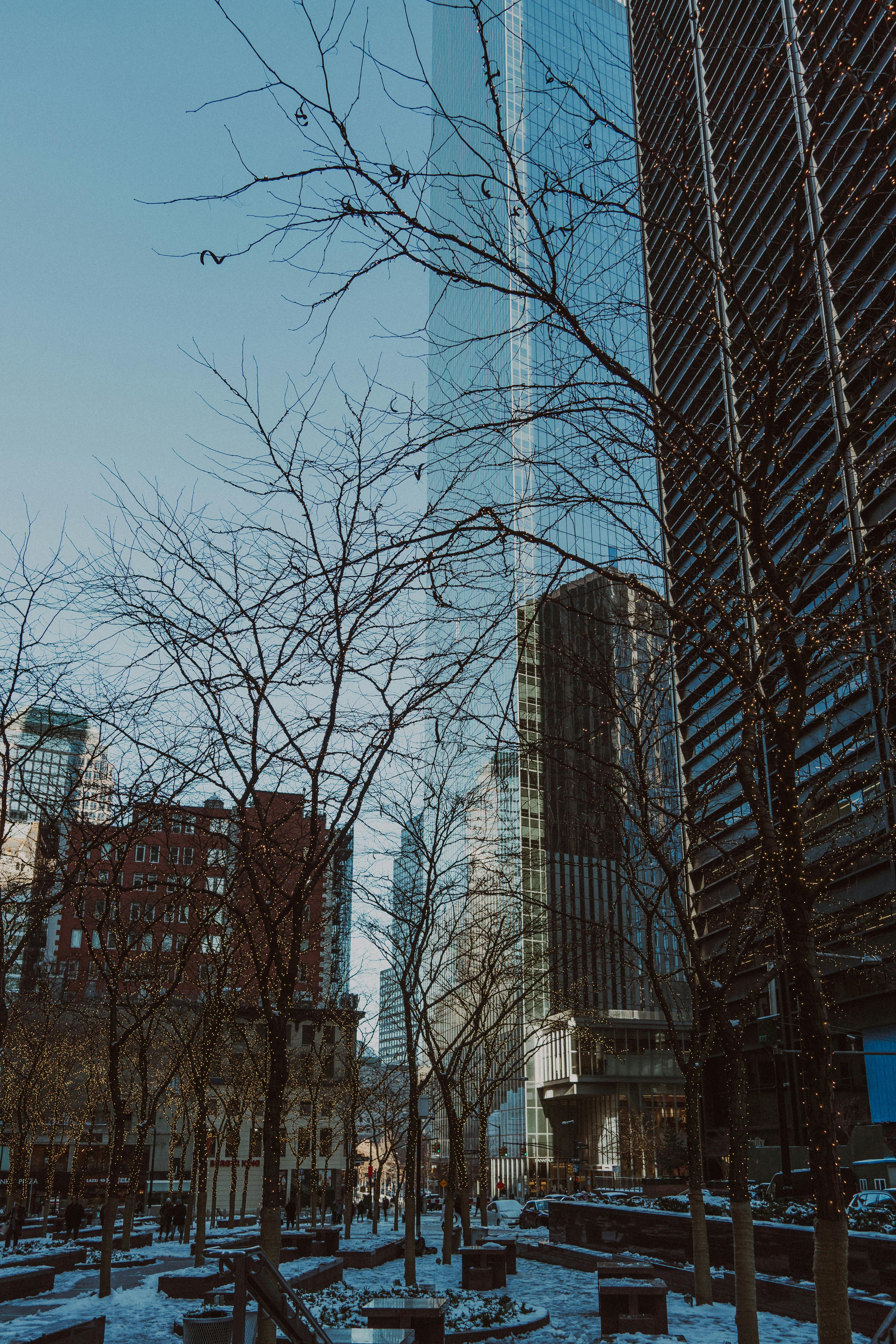 A view of New York City skyscrapers and snowy trees, capturing the essence of winter in the city.