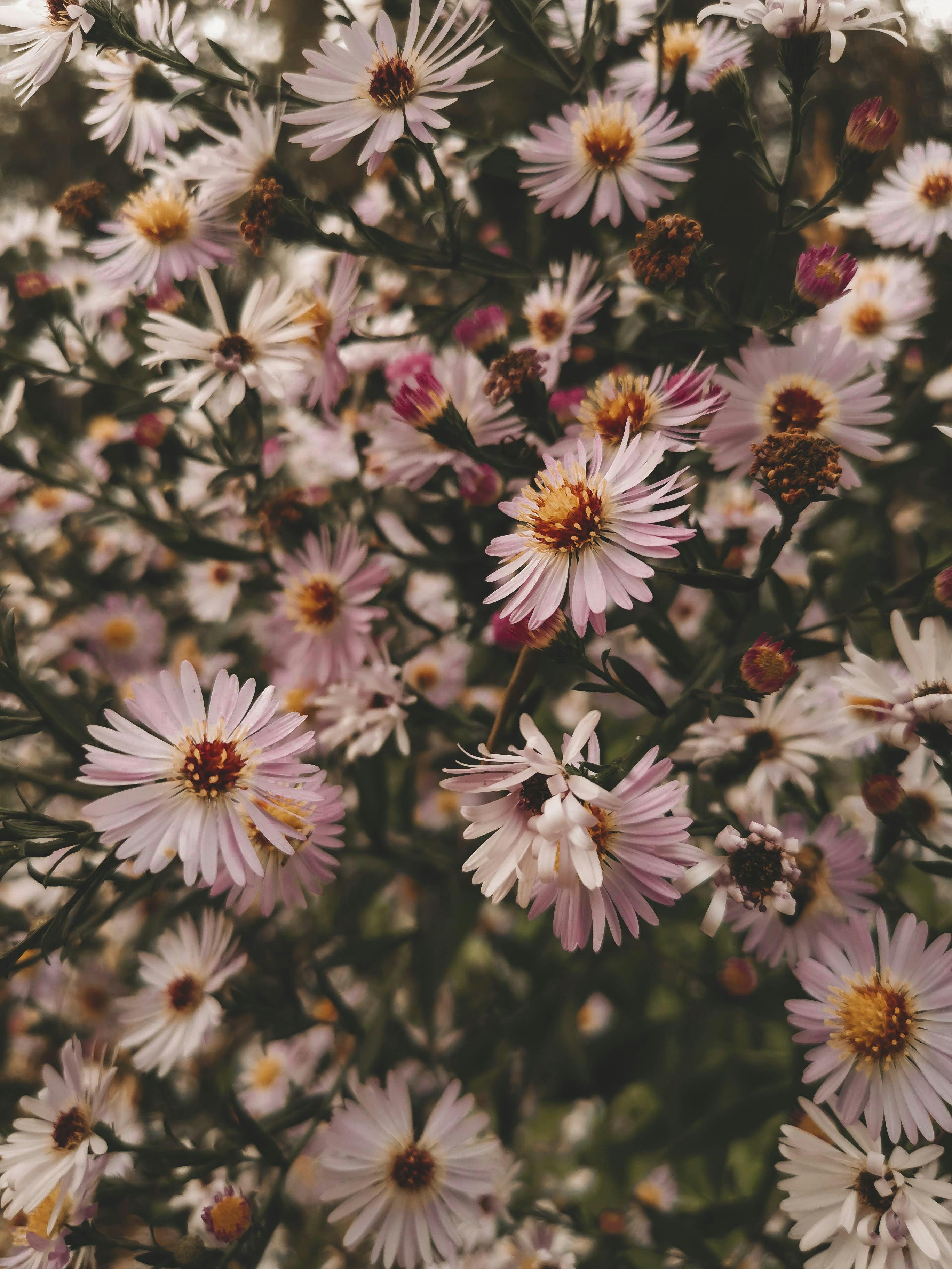 A delightful close-up of pink aster flowers blooming outdoors, capturing their vibrant beauty in Österreich.