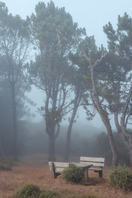 Serene misty forest scene with empty wooden benches and towering pine trees.
